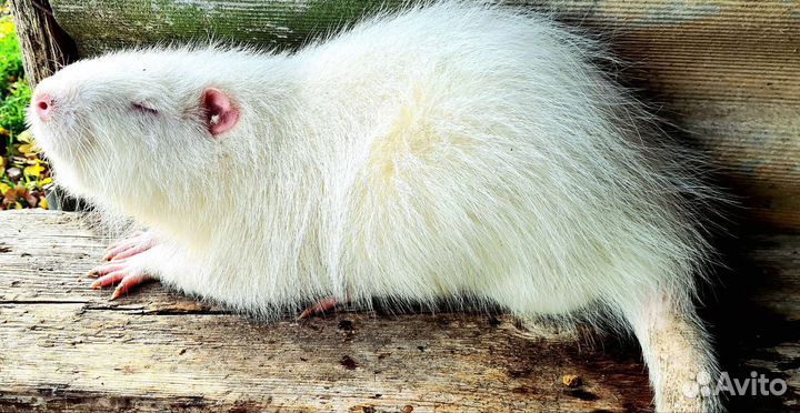 Нутрии на племя