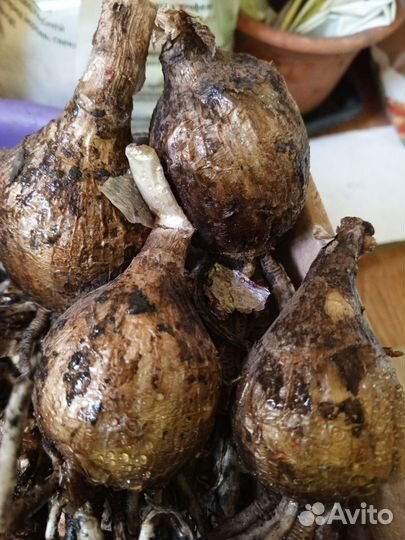 Клубни каллы и исмены