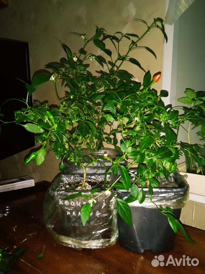 Перец комнатный острый 