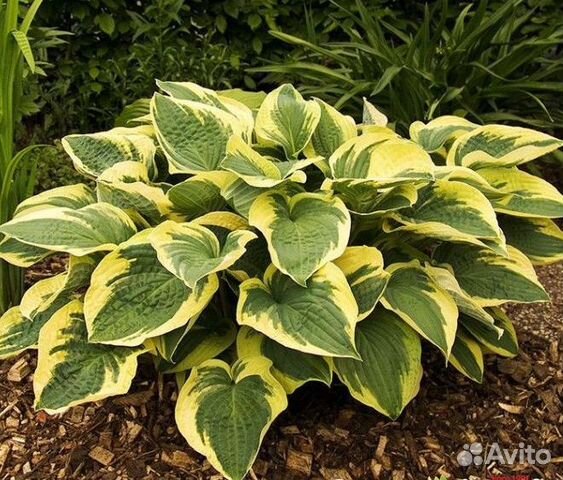 Хоста Остин Дикенсон