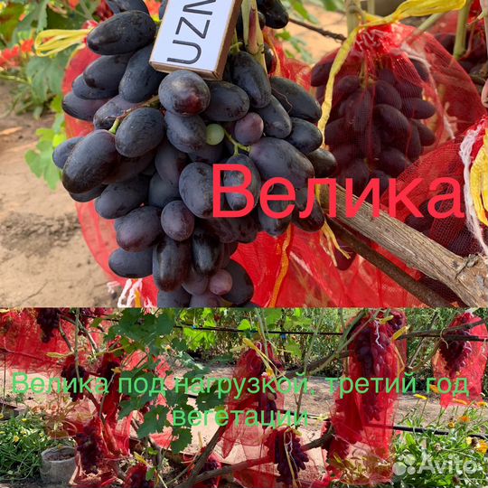 Черенки винограда