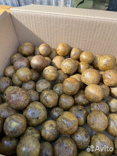 Прополис пчелиный