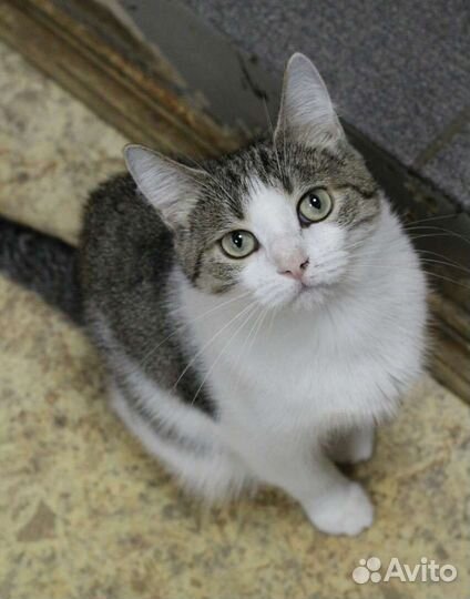 Незнакомка