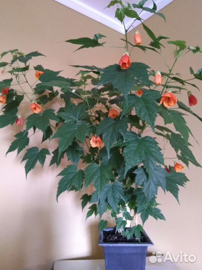 Комнатный клён (абутилон)