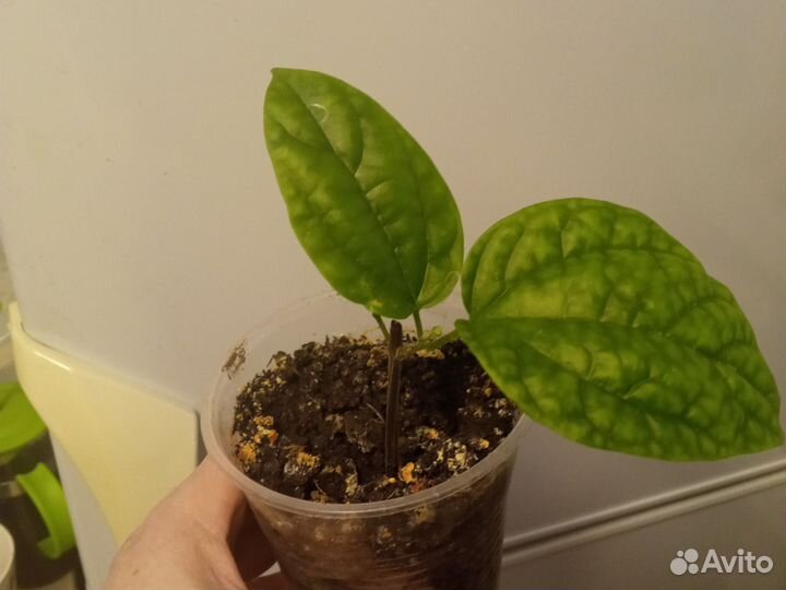 Клеродендрум