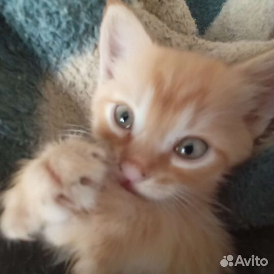 Кошка в дар