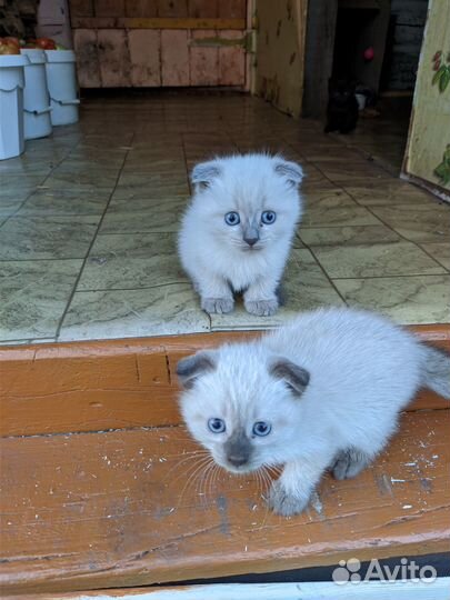 Котята отдам в добрые руки бесплатно
