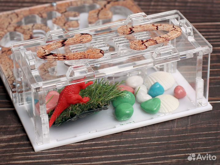 Муравьиная ферма с муравьями в Махачкала