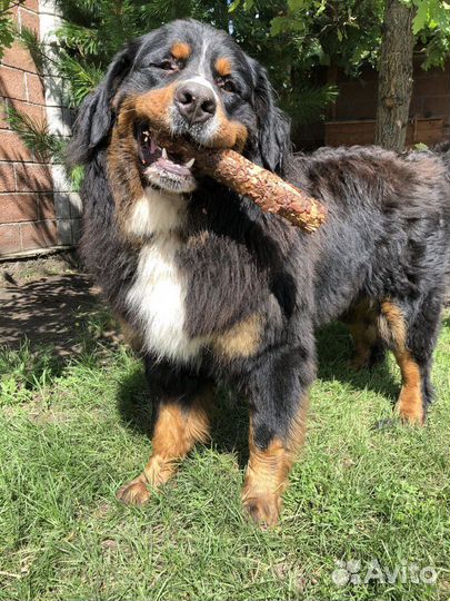 Бернский зенненхунд Вязка