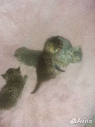 Шотландские котята