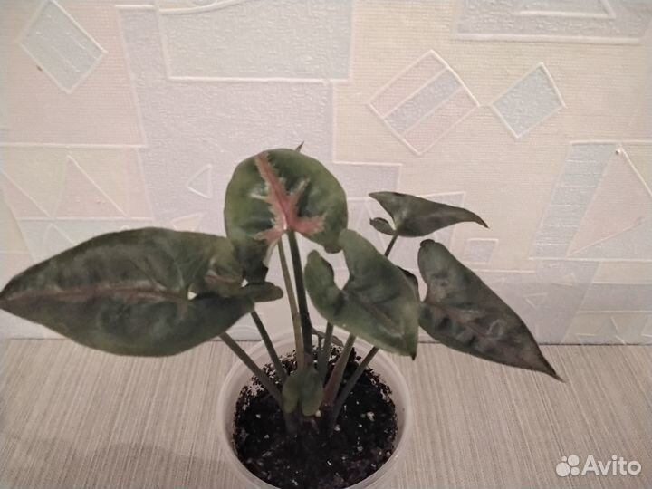 Комнатные цветы