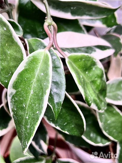 Хойи, дисхидии коллекционные взрослые и черенки