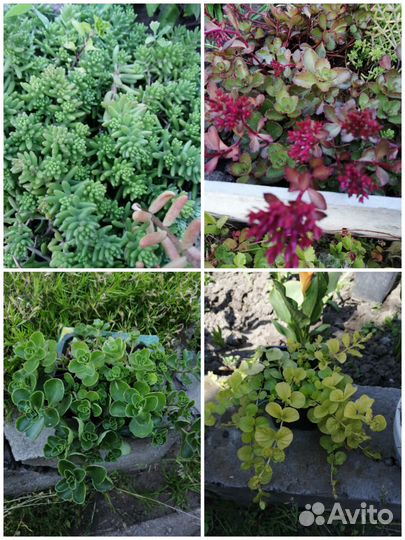 Многолетники для сада