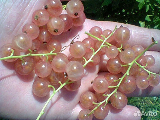 Продаются саженцы смородины