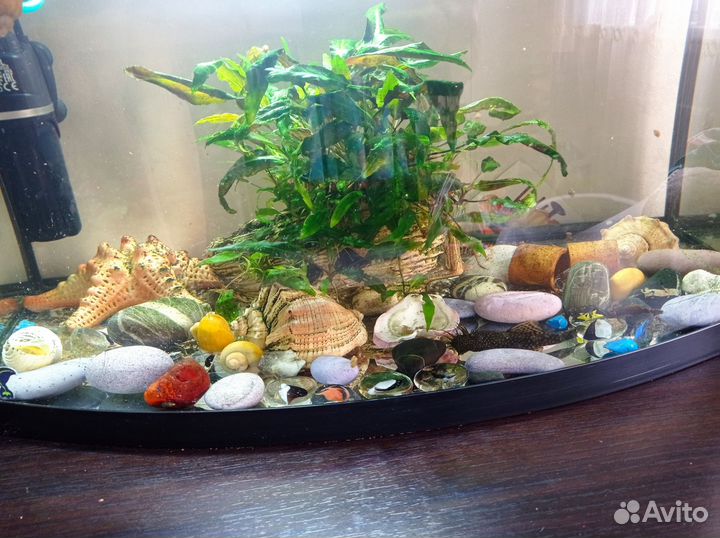 Аквариум с рыбками