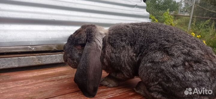 Кролик самец