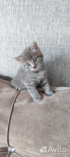 Кошки мейн-кун