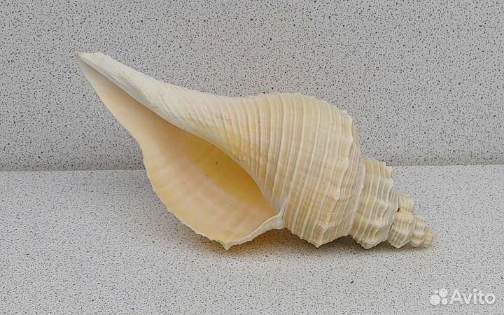 Кансла 13,7 морская ракушка раковина