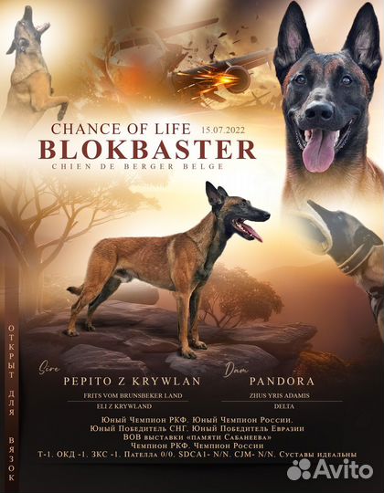 Малинуа кобели для вязки. Вязка малинуа