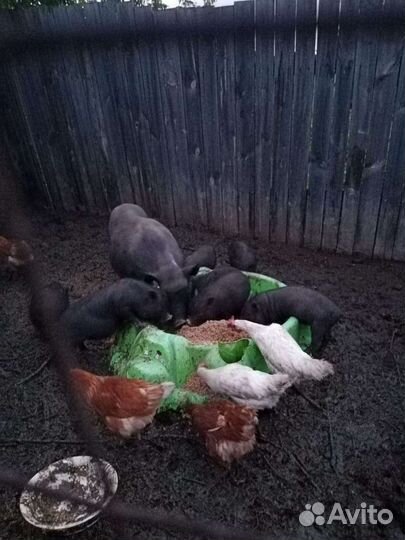 Зерно (ячмень)