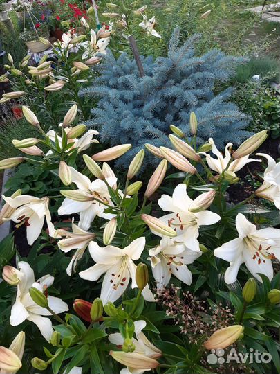 Цветы садовые