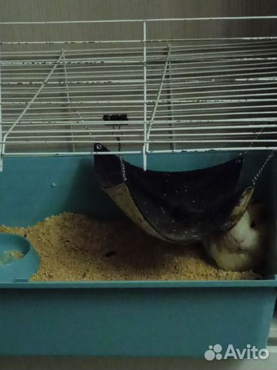 Морской свин