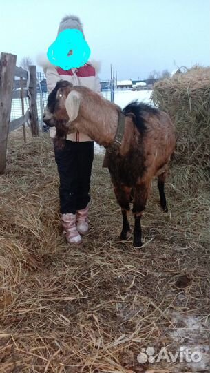 Англонубийский козел