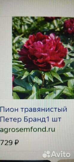 Пионы. Лимонник. Книфофия. Асфоделина