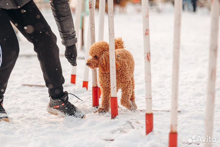 Вязка пудель
