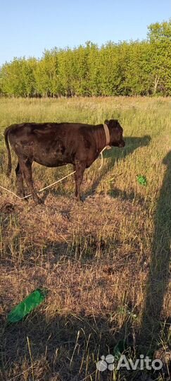 Продам телочек