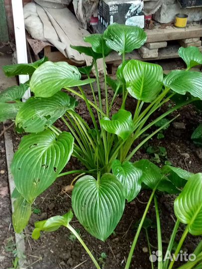 Живучка ползучая (аюга) / барвинок/ хоста