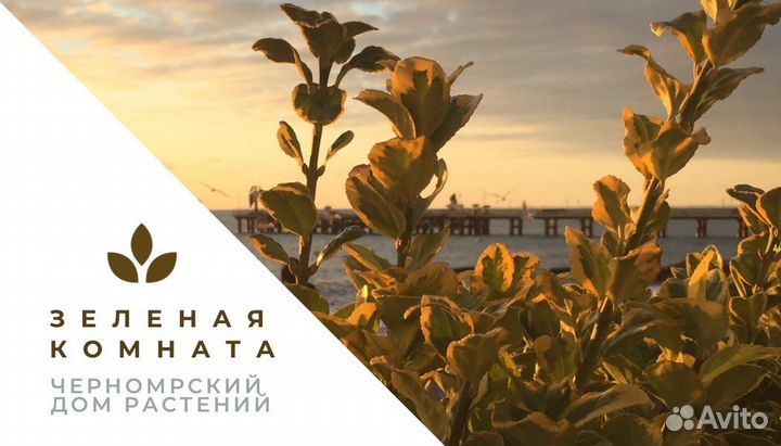 Создание макет визитка,сертификат,буклет реклама