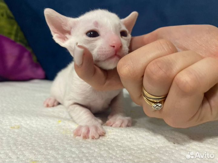 Котята корниш-рекс