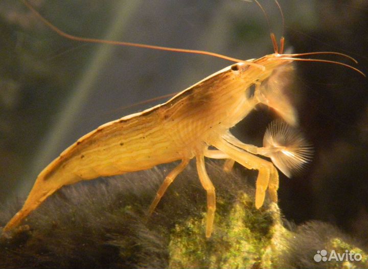 Креветки банановый фильтратор