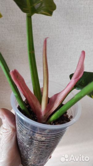 Фиодендрон Ринг оф Файер