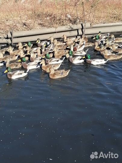 Подсадные утки