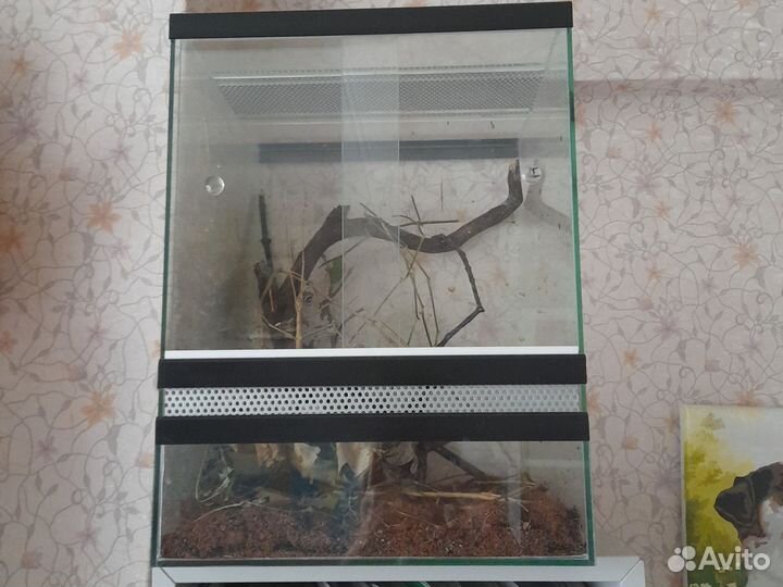 Аннамские палочники