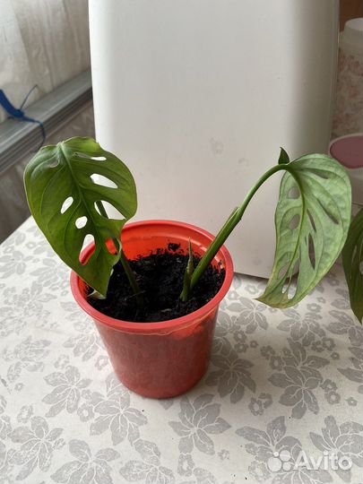 Монстера манки