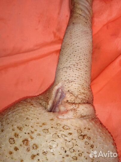 Мясо гуся, утка, индоутка