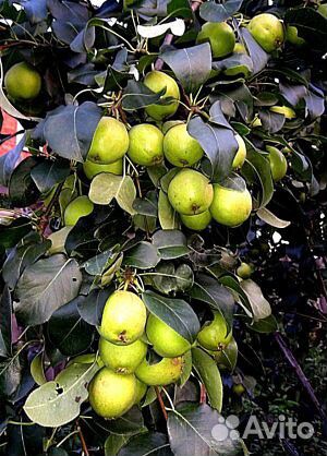 Саженцы уральских сортов яблонь