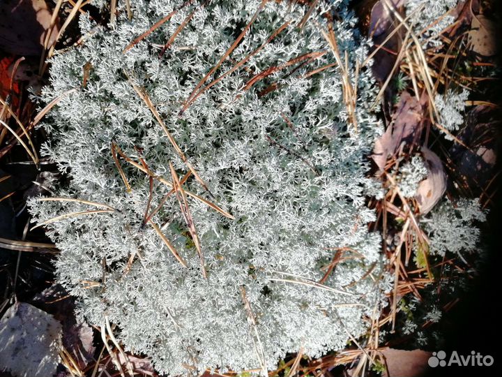 Кормовой ягель