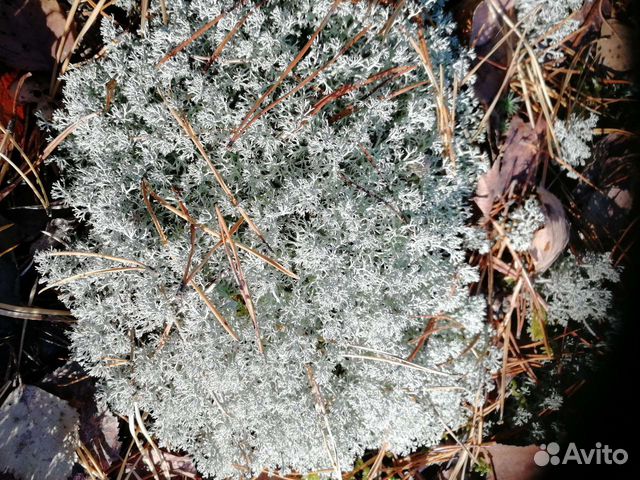 Кормовой ягель