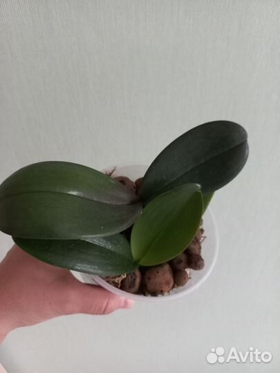 Орхидея фаленопсис