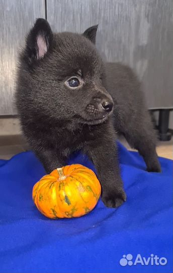 Щенки шипперке