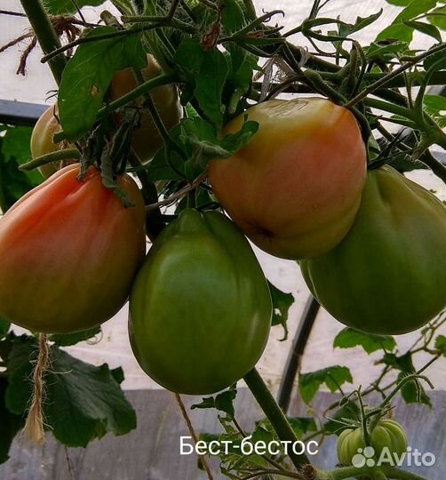 Семена томатов