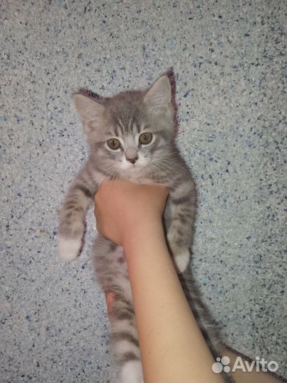 Отдам в добрые руки