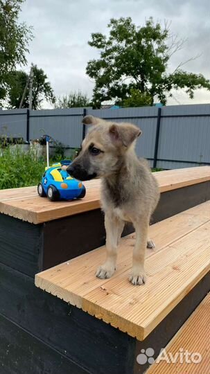 Щенки, девочки, 3 мес