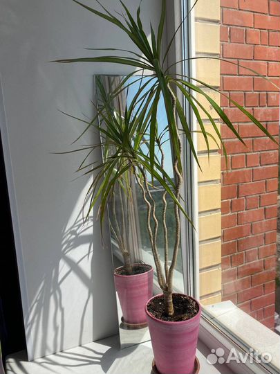 Продам цветы комнатные