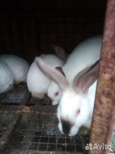 Кролики породы фландр и колифорнийский