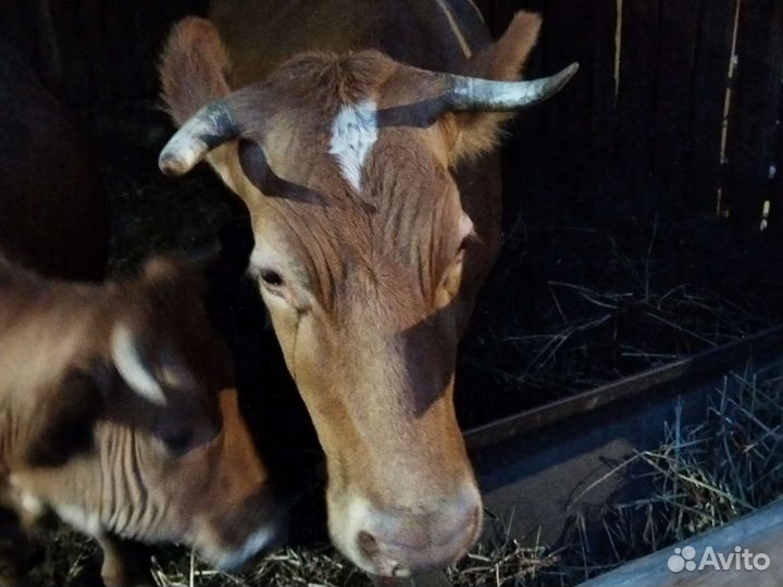 Корова дойная,два телка